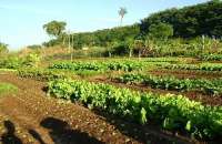 Horticultores do Agreste são certificados como produtores agroecológicos