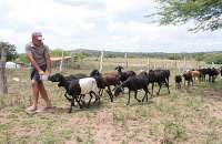 Produtor no município de Carneiros, Assis Vieira conseguiu a reprodução de seis ovelhas