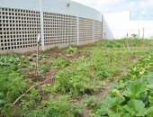 Projeto Plantar inventiva cultivo de hortas em escolas municipais