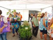 Flores de várias espécies são sucesso em feira no Comércio de Maceió