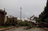 Árvore caiu por cima da rede elétrica, na Serraria, devido aos ventos fortes