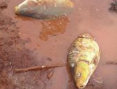 Maioria dos peixes pegos por moradores de Prudentópolis é carpa