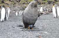 Em um dos casos, depois que a foca não conseguiu copular, ela matou o pinguim e se alimentou de sua carne.