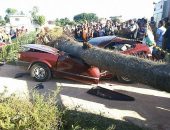 Segundo testemunhas, um homem estava cortando a palmeira, quando o tronco caiu por cima do carro