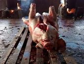 Parte da carne será doada para os animais do Ibama e outra terá como destino a incineração.