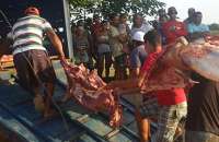 Toda a carne apreendida foi recolhida e colocada no interior de um caminhão da PRF para, posteriormente, sofrer destruição.
