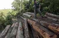 Agente do Ibama inspeciona madeira ilegal apreendida na reserva indígena do Alto Guama, em Nova Esperança do Piriá (PA)