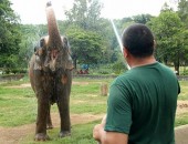 Tratador esguicha água para refrescar calor de elefante em Sorocaba
