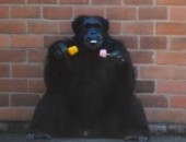 Os macacos e chimpanzés recebem picolés de frutas no palito, especialmente elaborado pelo zoológico – sem açúcar ou conservantes