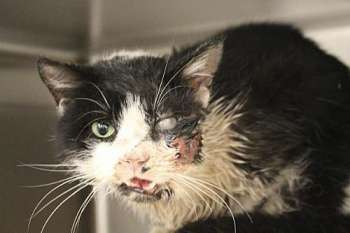 O gato Bart se recupera após passar por cirurgia no rosto e perder um olho. Ele reapareceu cinco dias após ser dado como morto e enterrado nos EUA