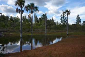 A Estação Ecológica de Águas Emendadas é uma unidade de conservação a 50 quilômetros do centro de Brasília