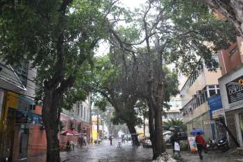 Árvore ameça cair (Foto: Alagoas 24 Horas)