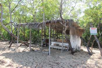 Invasão em áreas de manguezal configura crime ambiental