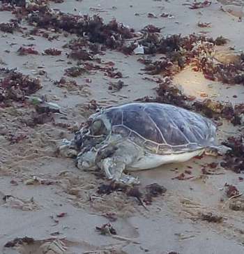 Tartaruga-verde foi encontrada morta na praia de Garça Torta