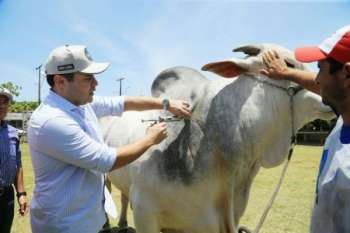 O governador declarou que atualmente a febre aftosa não impede o estado de Alagoas de produzir carne de qualidade