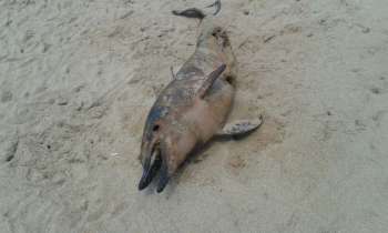 Filhote de golfinho é encontrado morto na Praia da Sereia