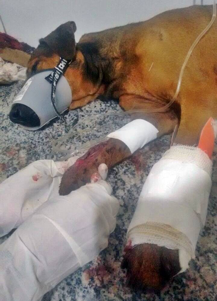 Animal teve pata amputada e está em estado crítico