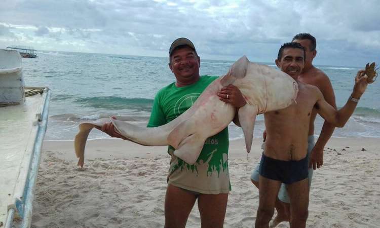 Pescador “Manezinho” segura o tubarão.