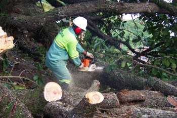 Funcionários da Prefeitura retiram árvore