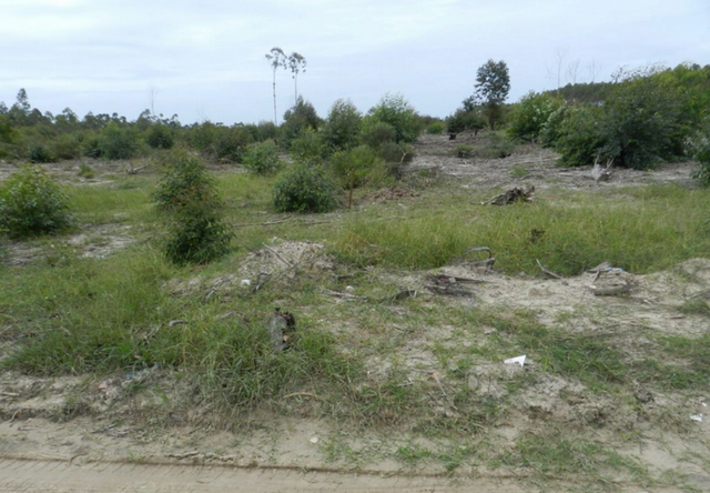 Restos mortais foram localizados em Araranguá e enviados para análise