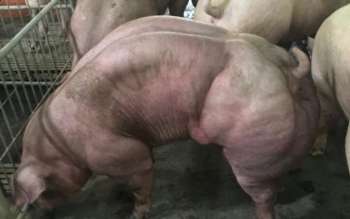 Como porcos "musculosos" fazem sucesso na região, o dono de um deles decidiu lucrar com o DNA de seu animal Fonte: Último Segundo