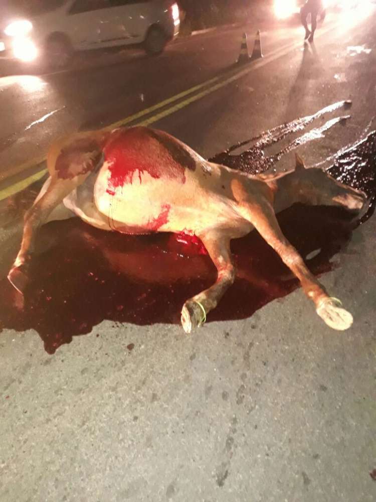 Animal morreu e motociclista ficou ferido