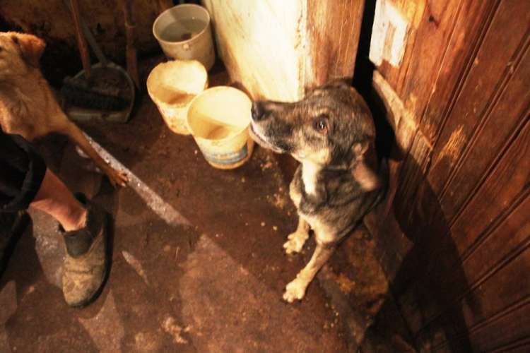 Cães foram resgatados de sítio que em área rural de Jacupiranga, SP 