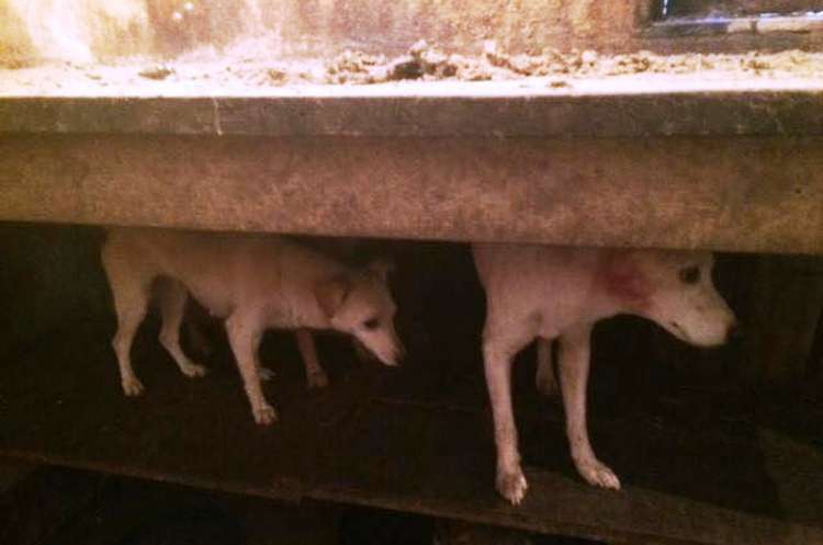 Cães foram resgatados de sítio que em área rural de Jacupiranga, SP 