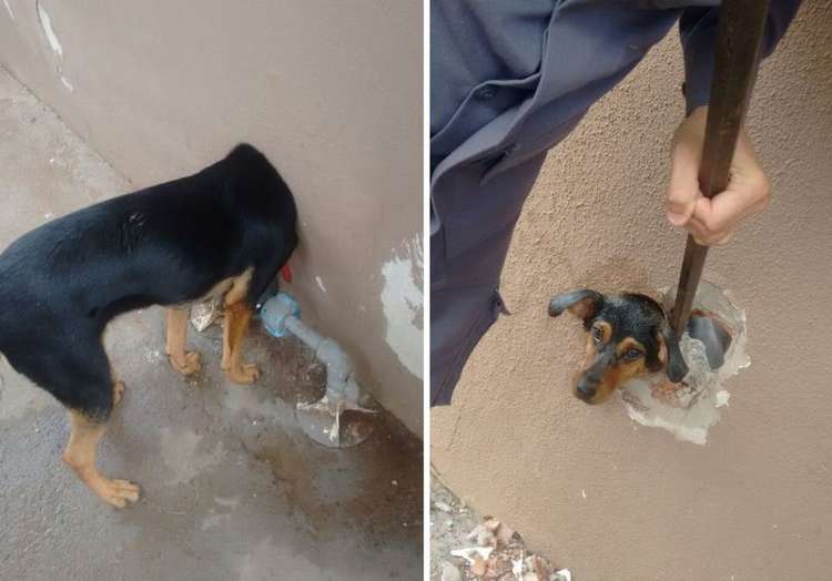 Cachorra ficou com a cabeça presa no cano que dá acesso ao hidrômetro da casa em Assis
