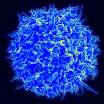 Na imagem, o Linfócito T. Na terapia genética, cientistas modificam essa célula de defesa para que ela aprenda a combater o tumor