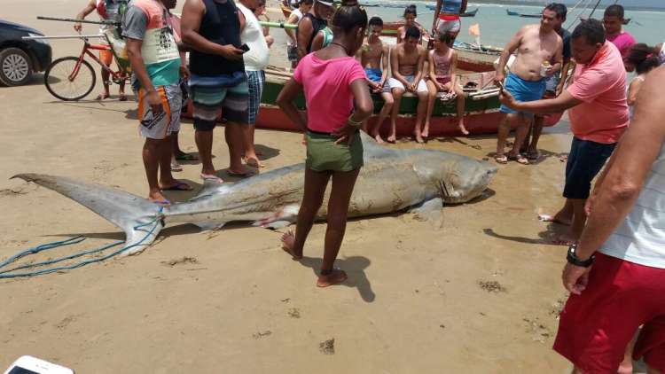 Imagens mostram suposta captura de tubarão no Litoral Sul de Alagoas
