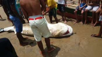 Imagens mostram suposta captura de tubarão no Litoral Sul de Alagoas