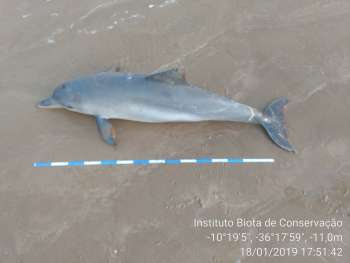 Golfinhos encontrados mortos
